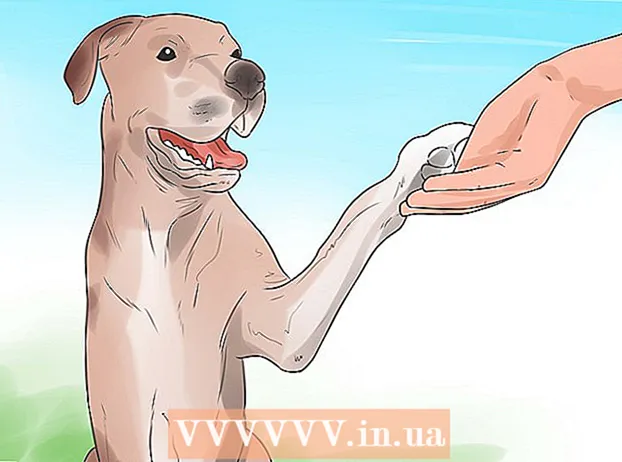 Սովորեցրեք ձեր շանը թաթ տալ