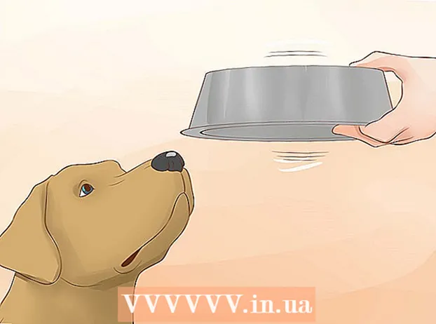 Faceți câinele să bea apă