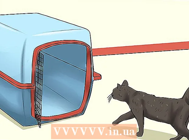 Bawa kucing Anda ke dokter hewan tanpa kotak transportasi