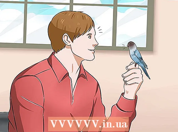 Insegnare al tuo pappagallino a parlare