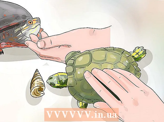 Održavajući svoju kornjaču sretnom