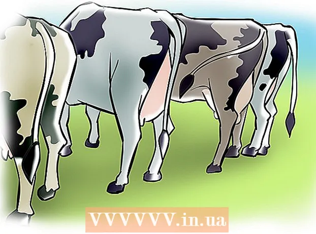 कृत्रिमरित्या गायी आणि heifers inseminate