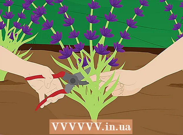 Caring for lavender