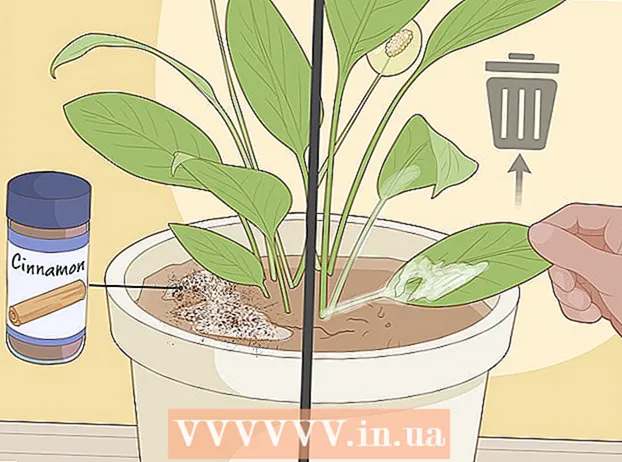 Caring for spoon plants