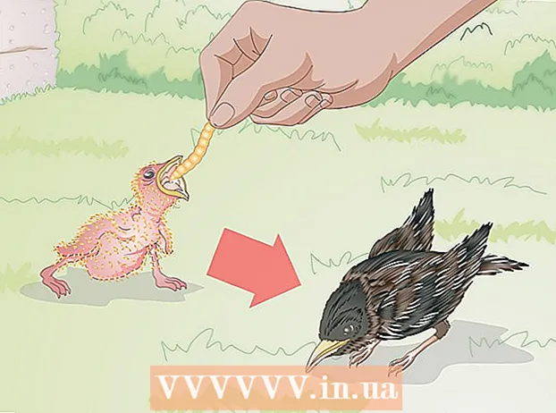 Nourrir les oiseaux sauvages nouveau-nés