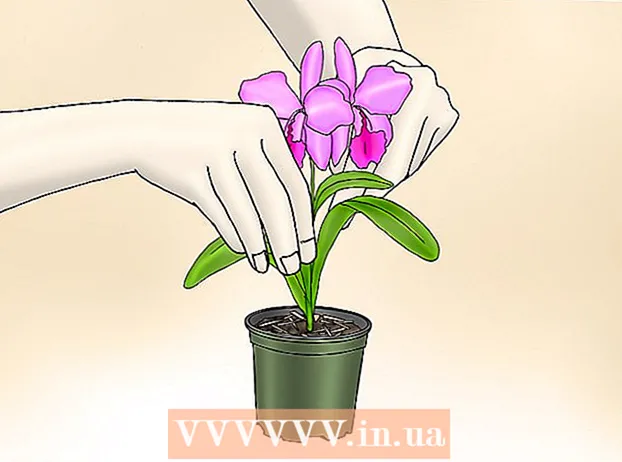 Ta vare på Phalenopsis orkideer (sommerfugl orkideer)
