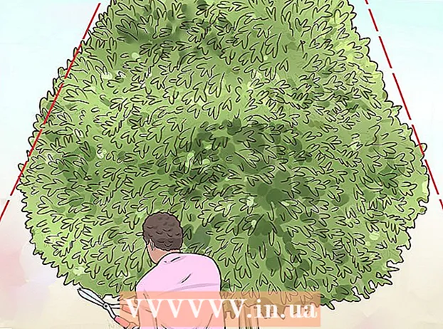 A Salix integra metszése