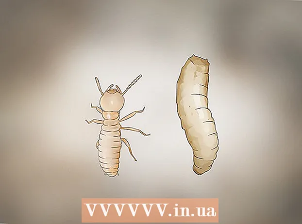 Identificarea larvelor de termite