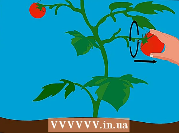 גידול עגבניות מזרע