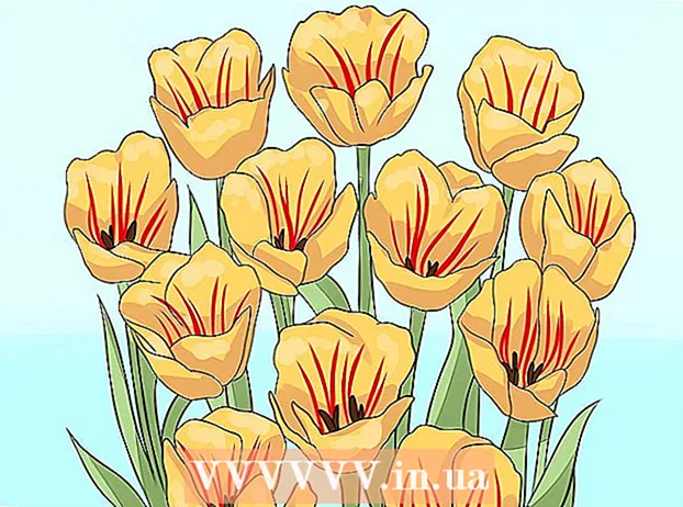 Prendre soin des tulipes