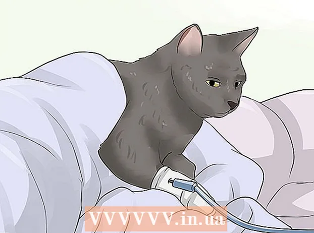 Forhindre urinveisinfeksjoner hos katter