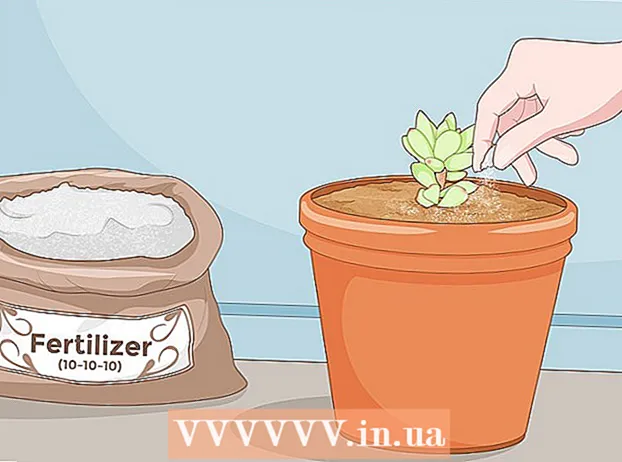 Propagate succulents by means of cuttings