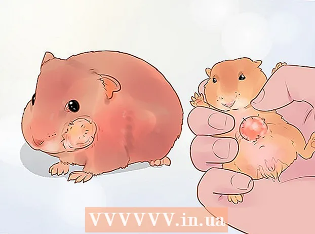 বামন hamsters যত্নশীল