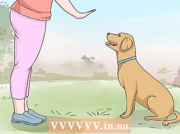 Pag-aalaga para sa isang Labrador Retriever