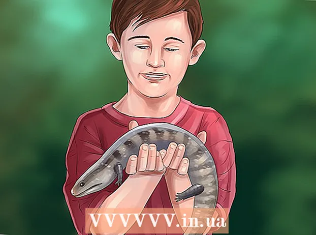 Taking care of a skink