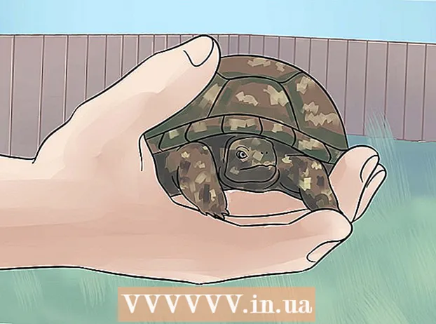 Ta hand om din lådsköldpadda