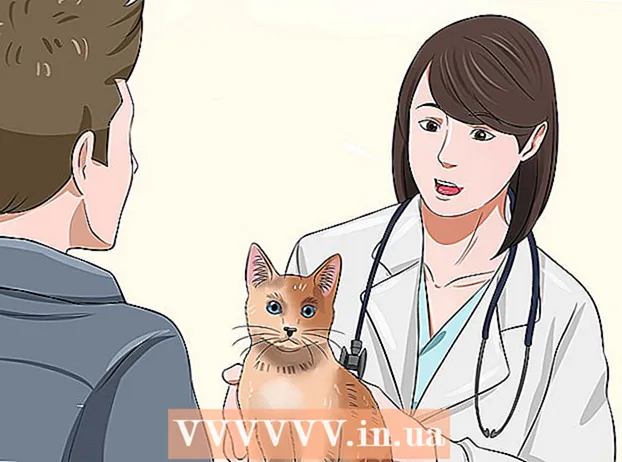 Impedisci al tuo gatto di vomitare