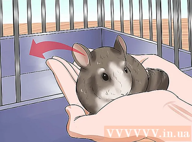 Cum să ții veverița păcat-păcat