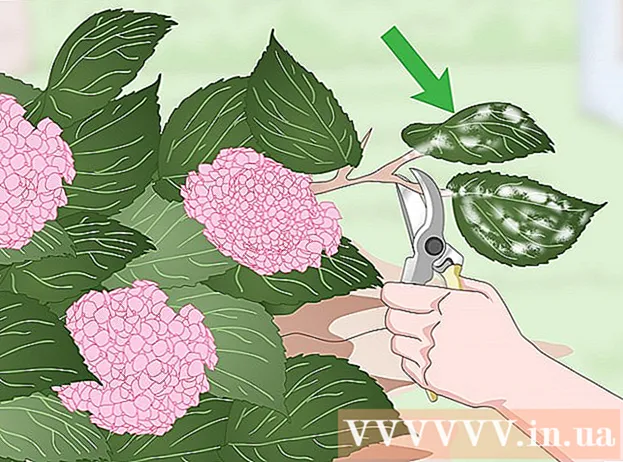 How to maintain hydrangeas