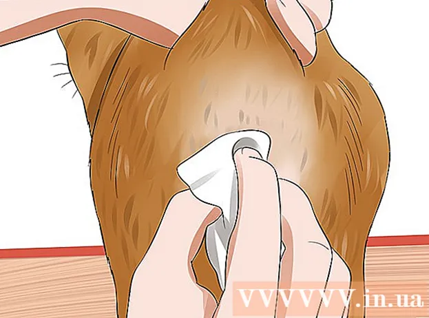 Si të shtrydhni gjëndrat anale të maces tuaj