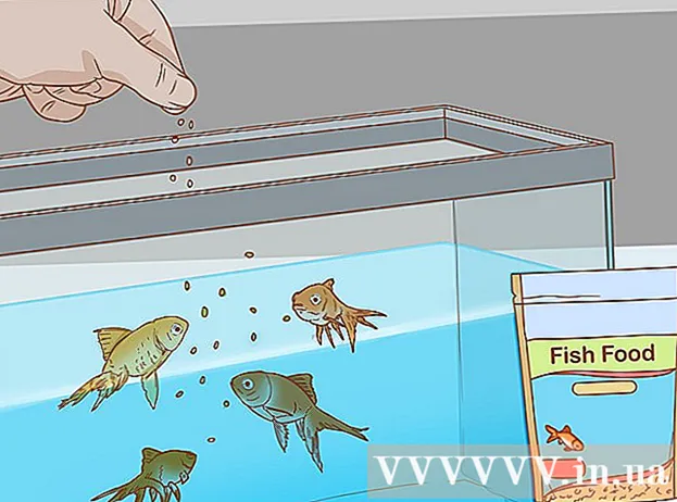 Cómo curar la pudrición de las aletas en los peces