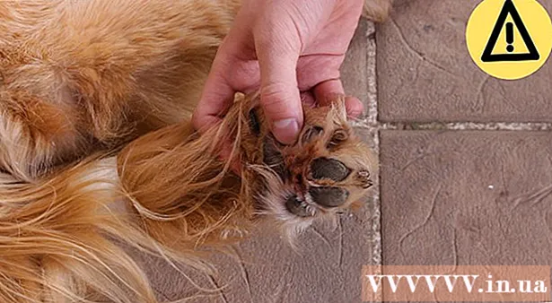 Cum să mireți un câine Golden Retriever