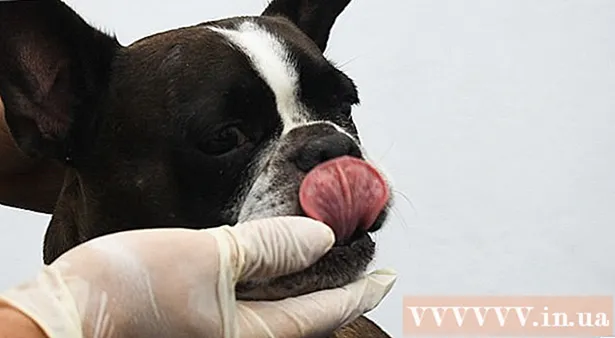 Hur man borstar din hunds tänder