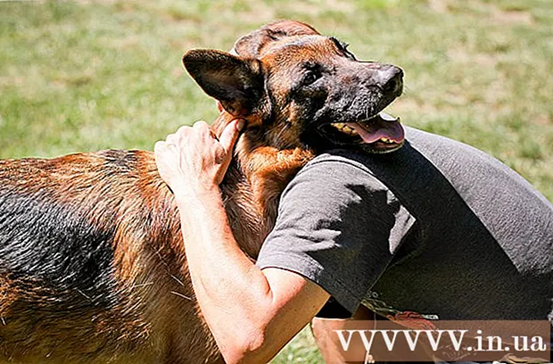 Ways to Take Care of German Shepherd Dogs