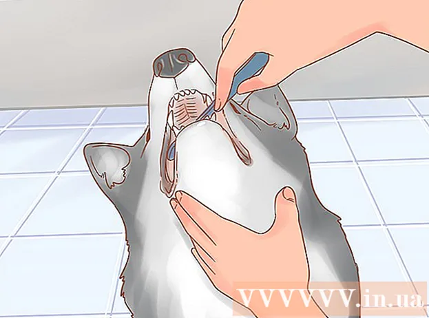 Hoe zorg je voor een husky