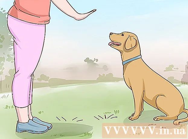 Como cuidar de cães Labrador Retriever