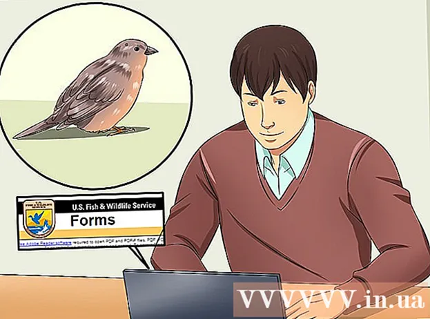 Как да се грижим за ранена дива птица, която не може да лети