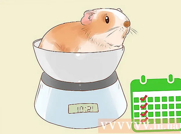 How to take care of a guinea pig