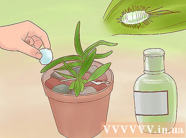 Как ухаживать за королевской орхидеей