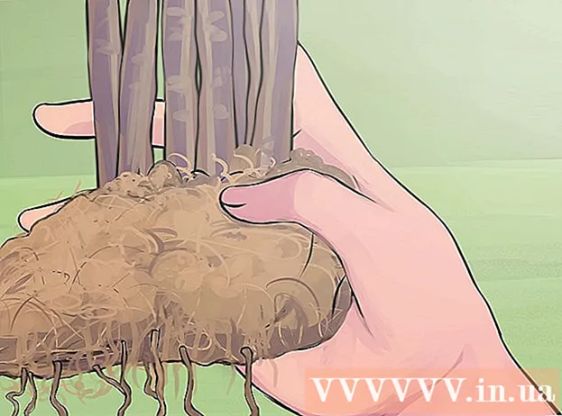 Kuinka hoitaa jasmiinikasvia