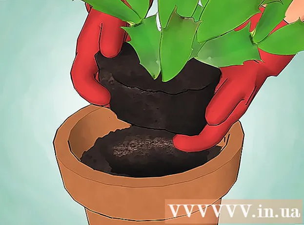 Façons de prendre soin des cactus de Noël