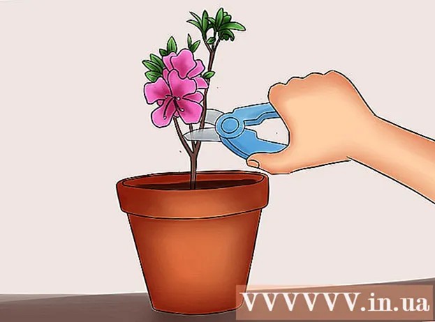 How to take care of azaleas