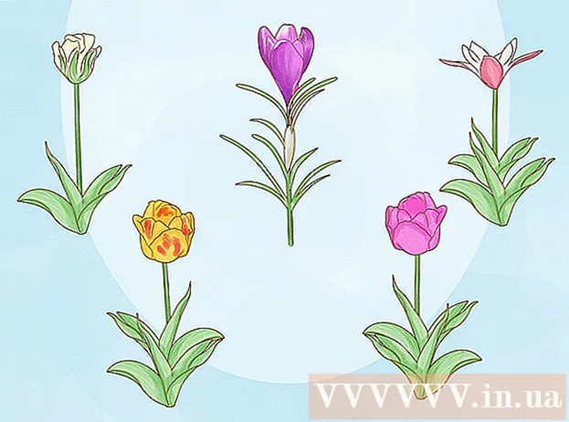 Cara merawat tulip