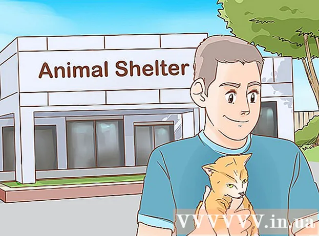 猫の世話をする方法