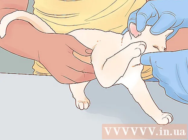 Hogyan kell vigyázni egy cicára
