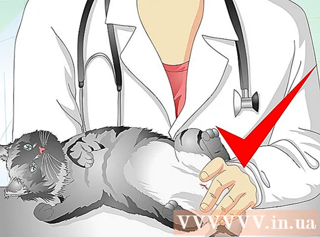 Kako skrbeti za mačko po sterilizaciji