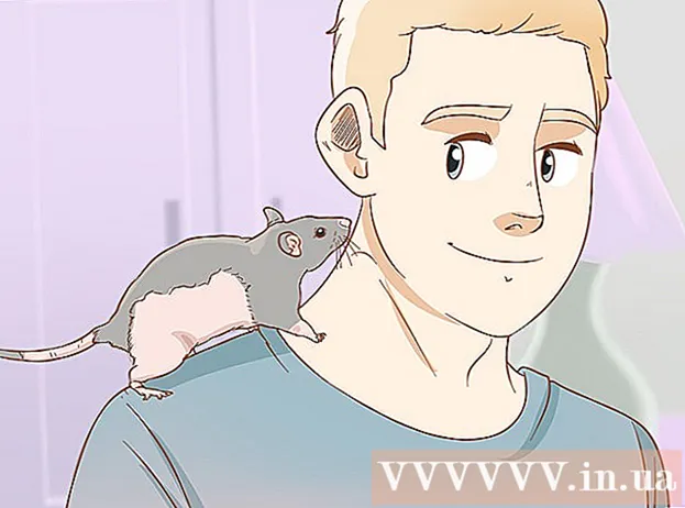 Cara merawat tikus