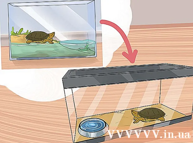 Möglichkeiten, sich um Schildkröten zu kümmern