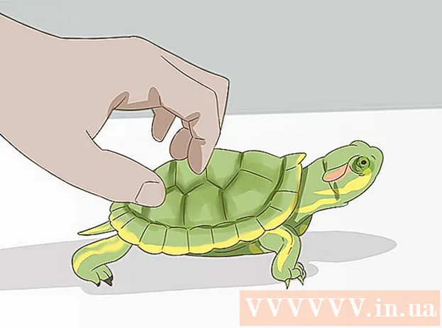 How to take care of red-eared turtles