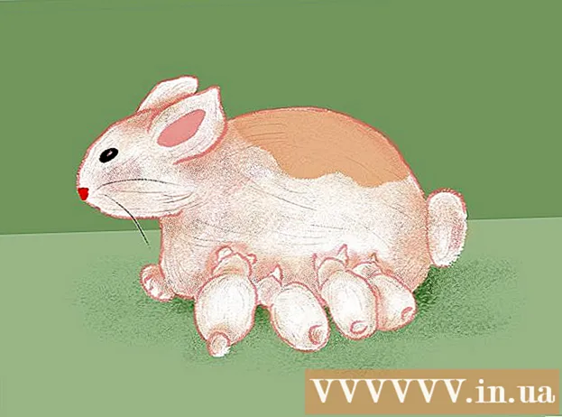 Hamile bir tavşana nasıl bakılır