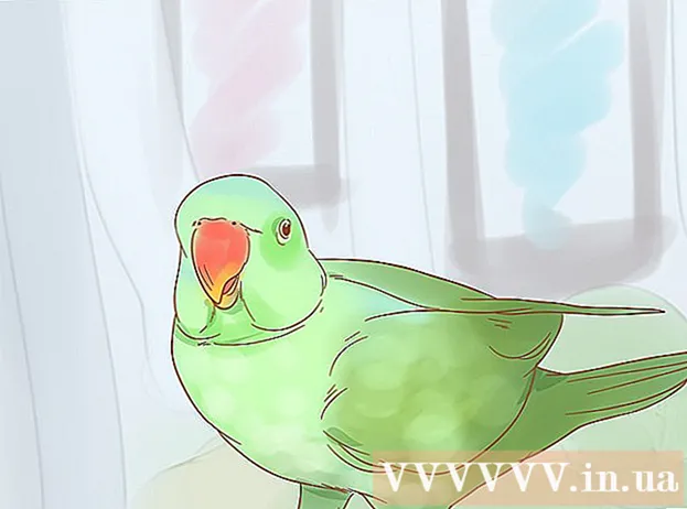 Ways to take care of parrots