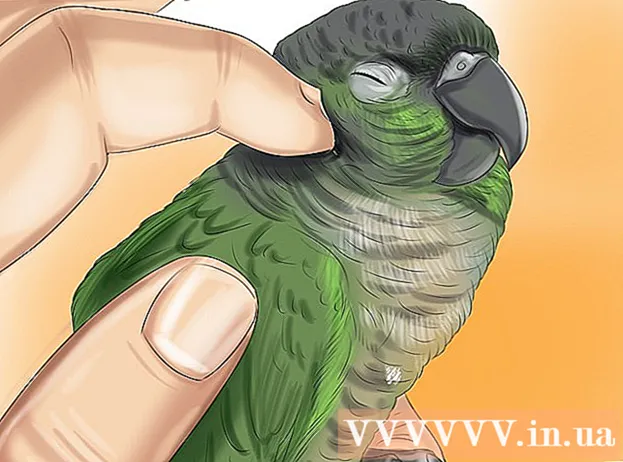 How to take care of your conure parrot