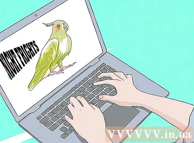 Jak dbać o malezyjską papugę