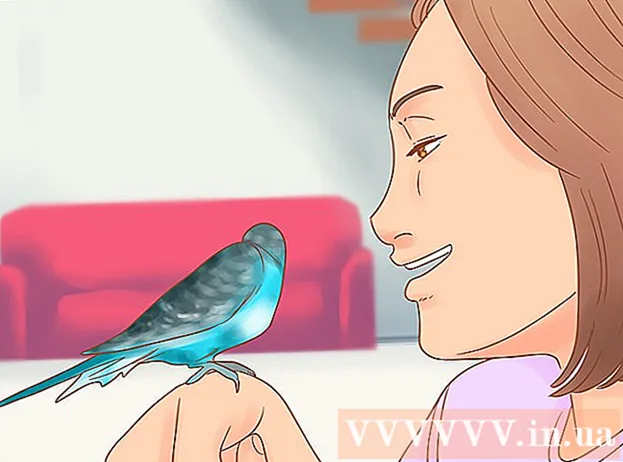 Як даглядаць за папугаямі