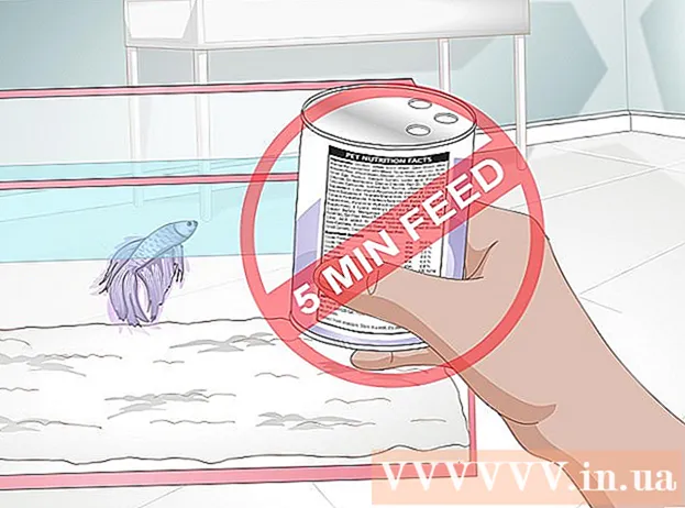 How to Feed Betta Fish