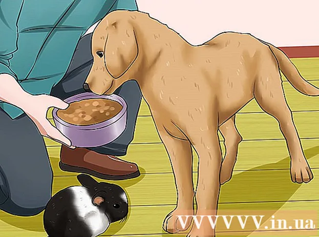How to Introduce a Dog to a Rabbit